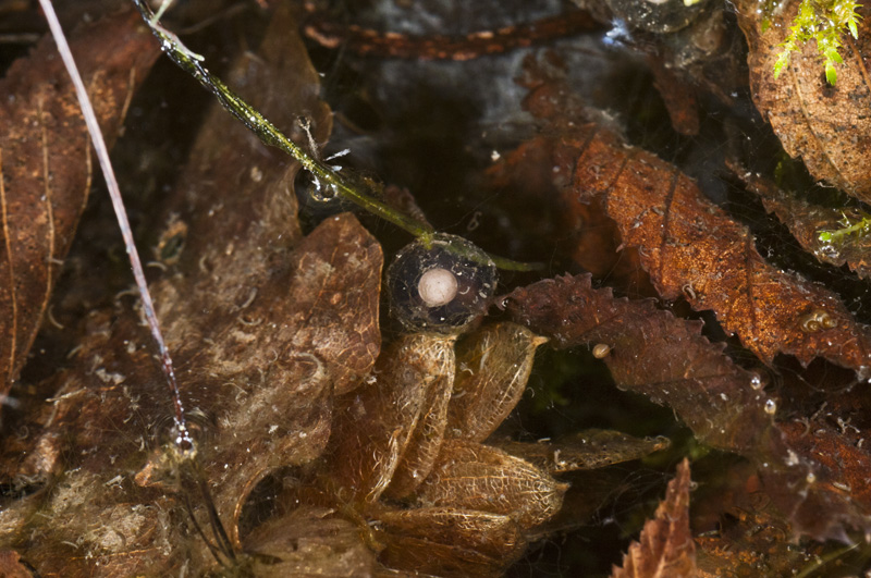 Salamandrina perspicillata in ovodeposizione